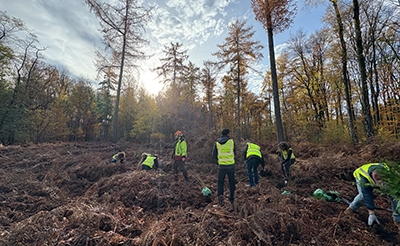  Vantage Towers employees join forces across 8 countries to plant trees 